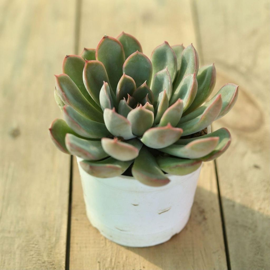 Echeveria Adorn Succulent in 3 inch Nursery Pot