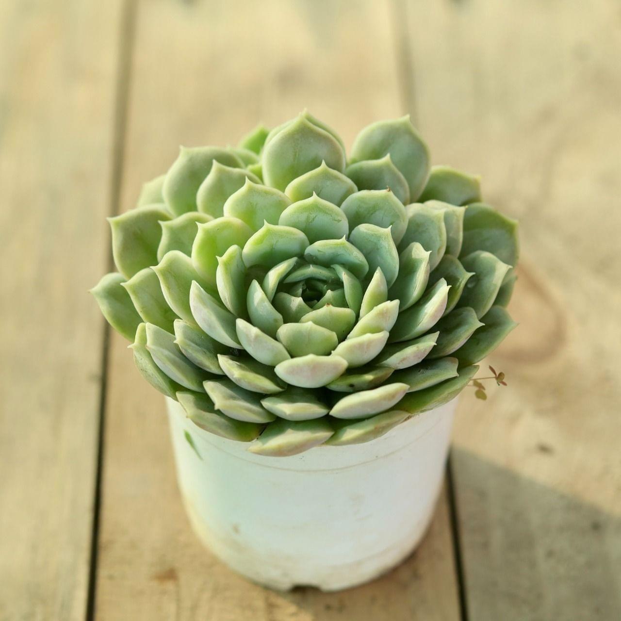 Echeveria Succulent in 3 inch Nursery Pot