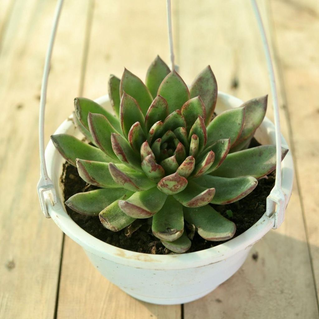 Echeveria Pulidonis in 6 Inch Hanging Basket