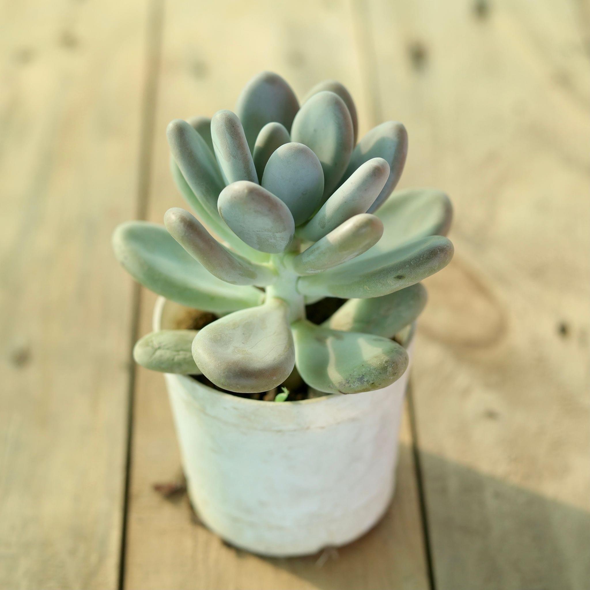 Moonstone Succulent in 3 Inch Nursery Pot