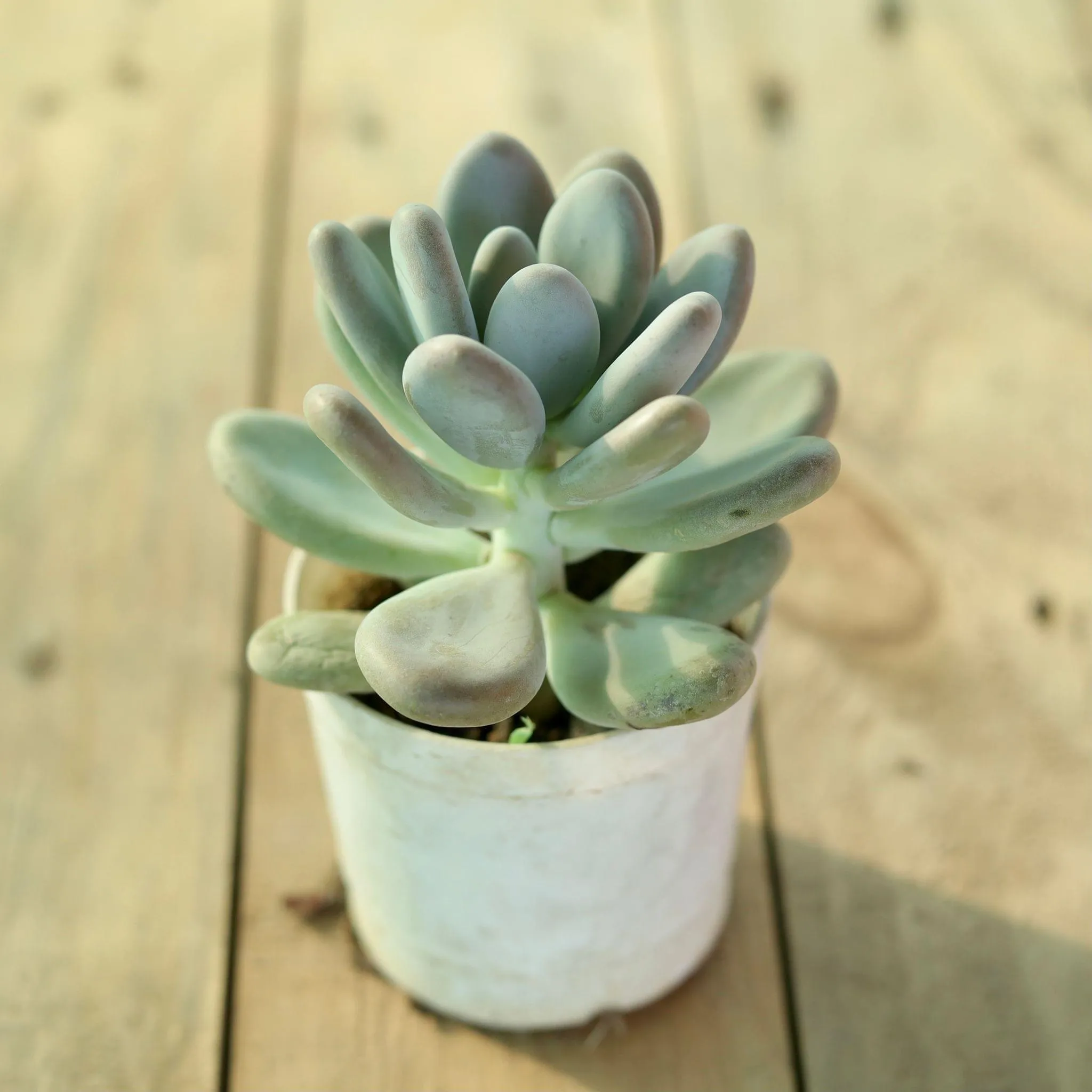 Moonstone Succulent in 3 Inch Nursery Pot
