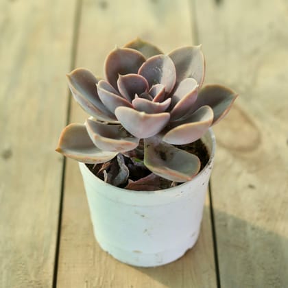 Echeveria Perle Von Nurnberg Succulent in 3 Inch Nursery Pot