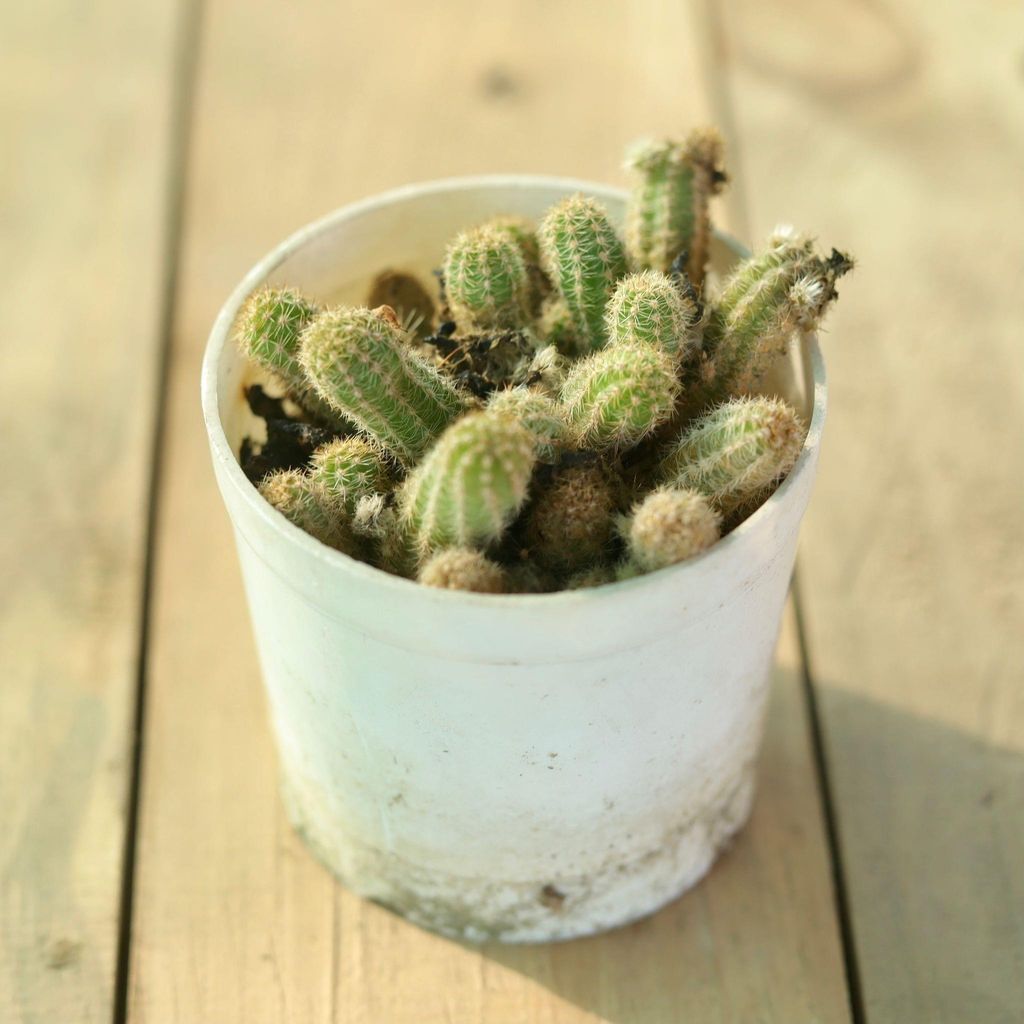 Echinopsis Chamaecereus / Peanut Cactus in 3 Inch Nursery Pot