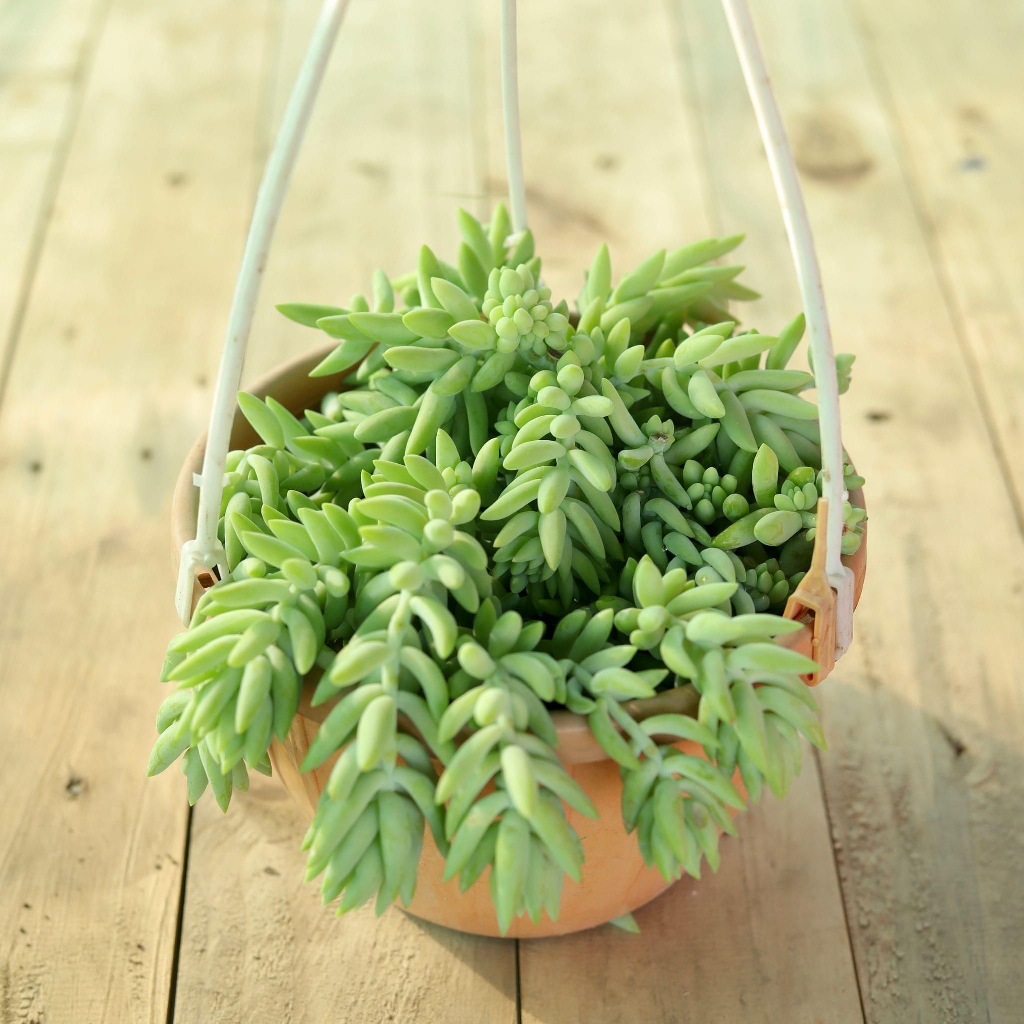 Sedum Donkeys Tail Succulent in 6 Inch Hanging Basket