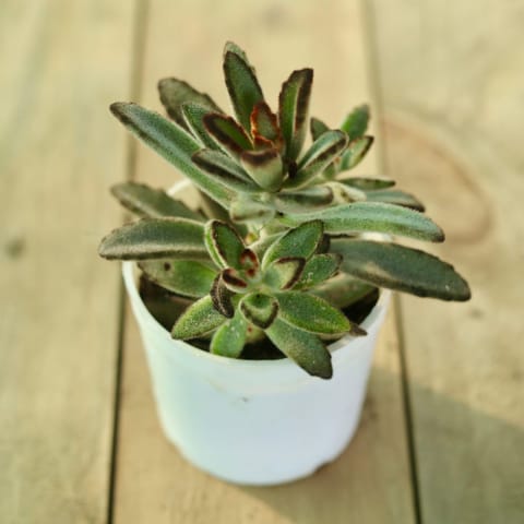 Kalancho Tomentosa Succulent in 3 Inch Nursery Pot