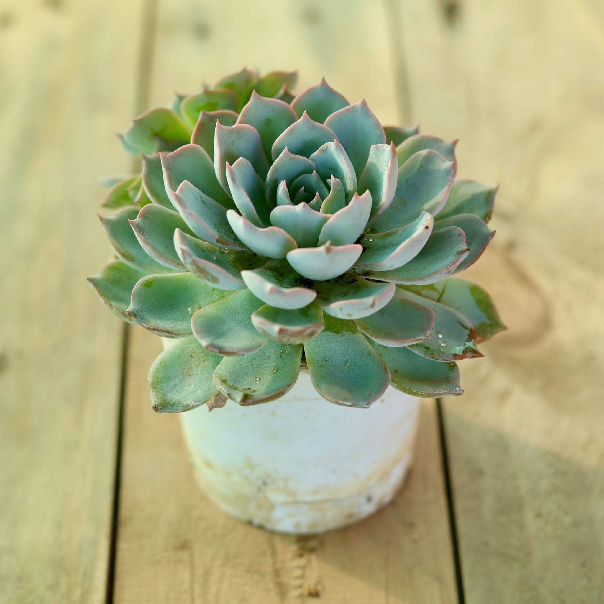 Echeveria Derosa Succulent in 3 Inch Nursery Pot