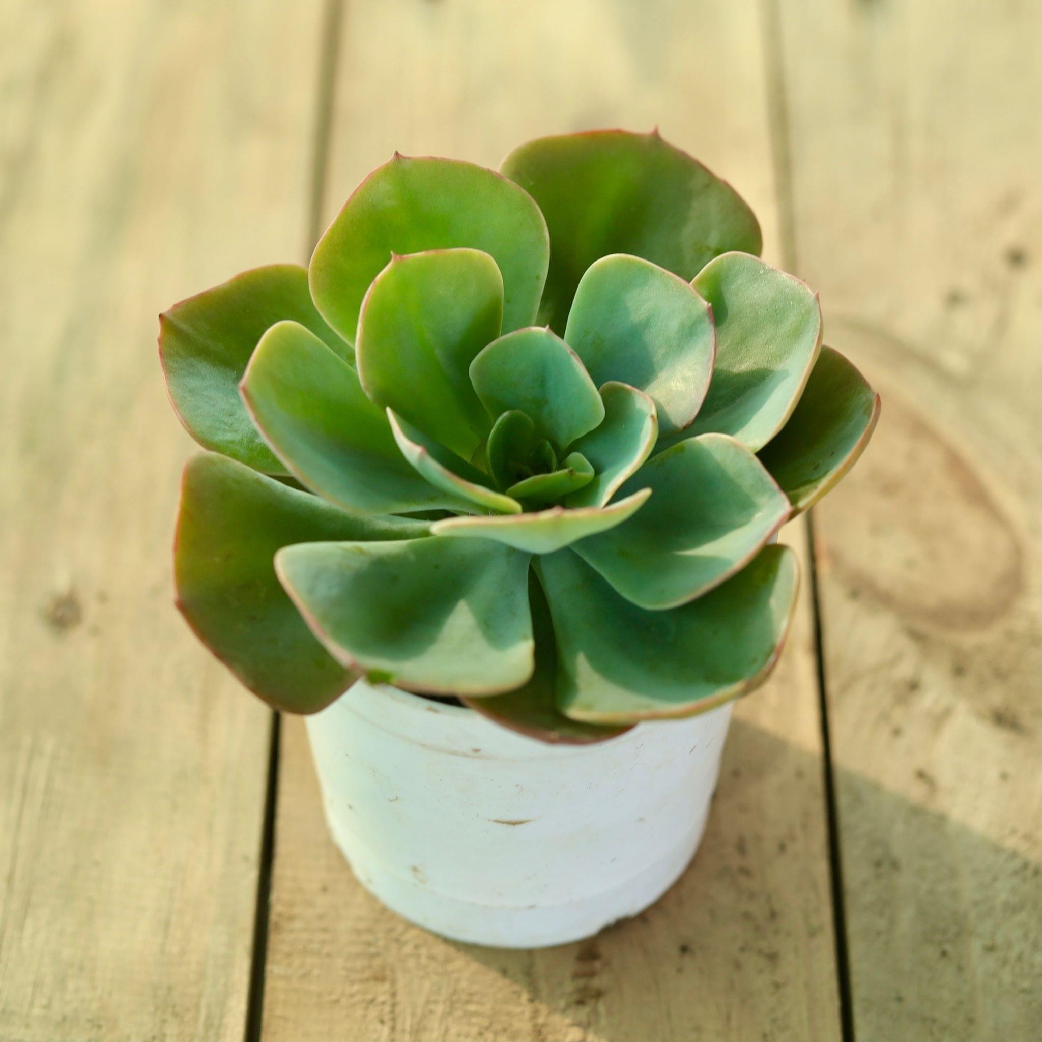 Echeveria Secunda Succulent in 3 Inch Nursery Pot