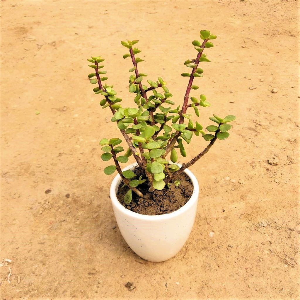 Jade in 4 Inch White Ceramic Pot