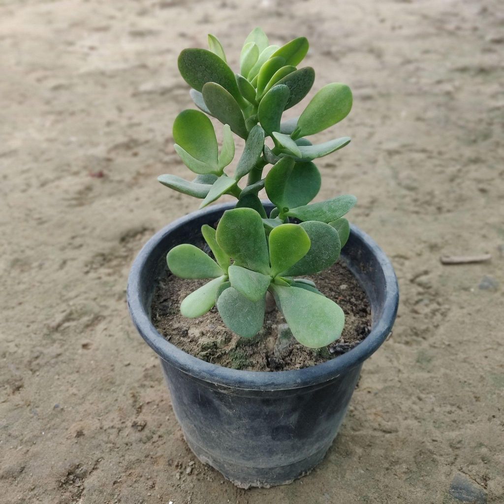 Buy Crassula in 6 Inch Plastic Pot Online | Urvann.com Crassula in 6 Inch Nursery Pot