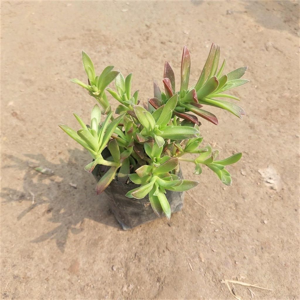 Sedum Camphire Succulent in 3 Inch Nursery Bag