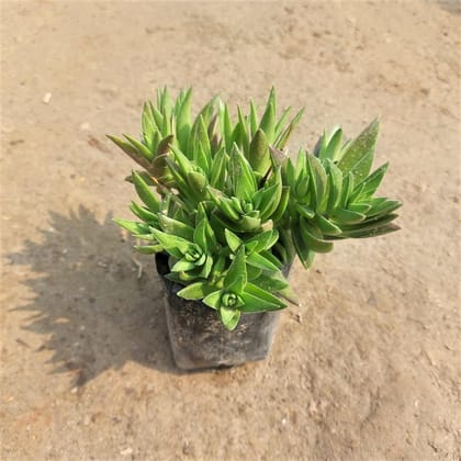 Buy Sedum Comphire Succulent In 3 Inch Nursery Bag Online | Urvann.com