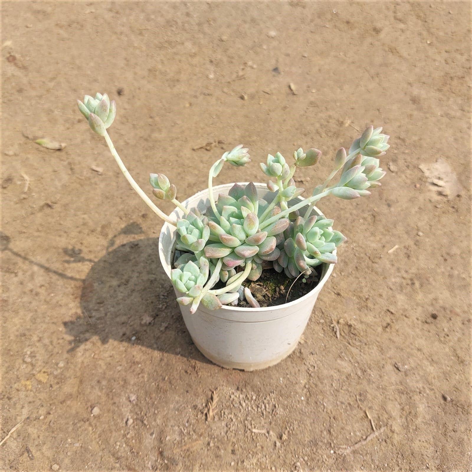 Set of 2 - Sedum Baske Succulent in 3 Inch Nursery Pot