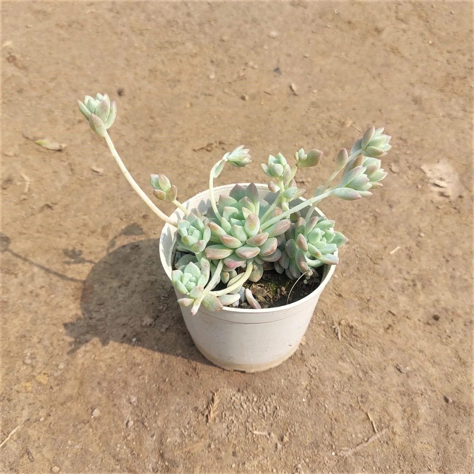 Set of 2 - Sedum Baske Succulent in 3 Inch Nursery Pot