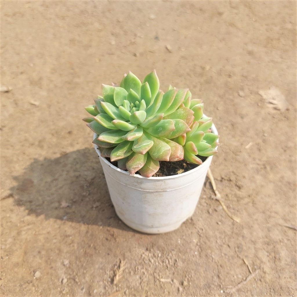 Echeveria Green Succulent in 3 Inch Nursery Pot