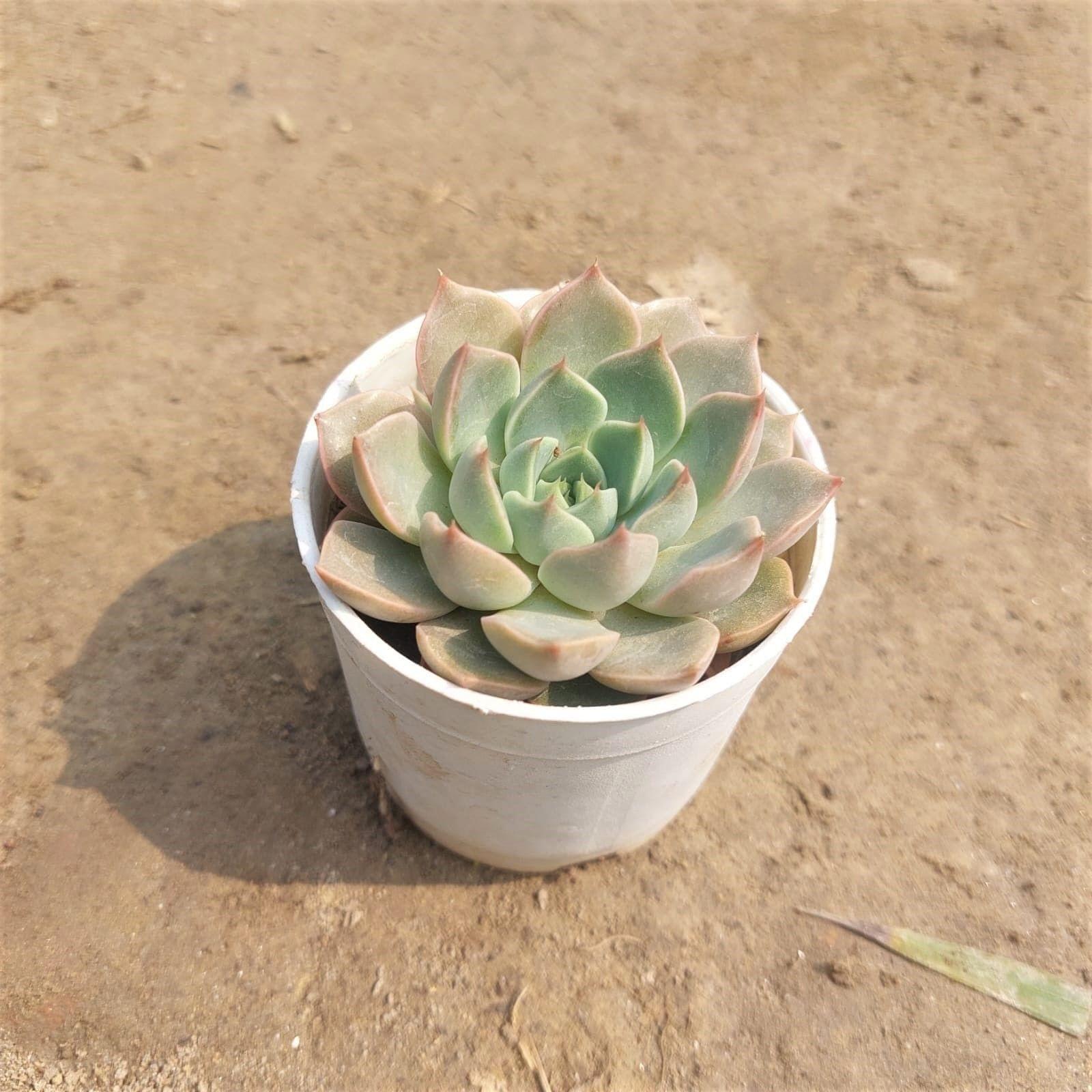 Echeveria Succulent in 3 Inch Nursery Pot