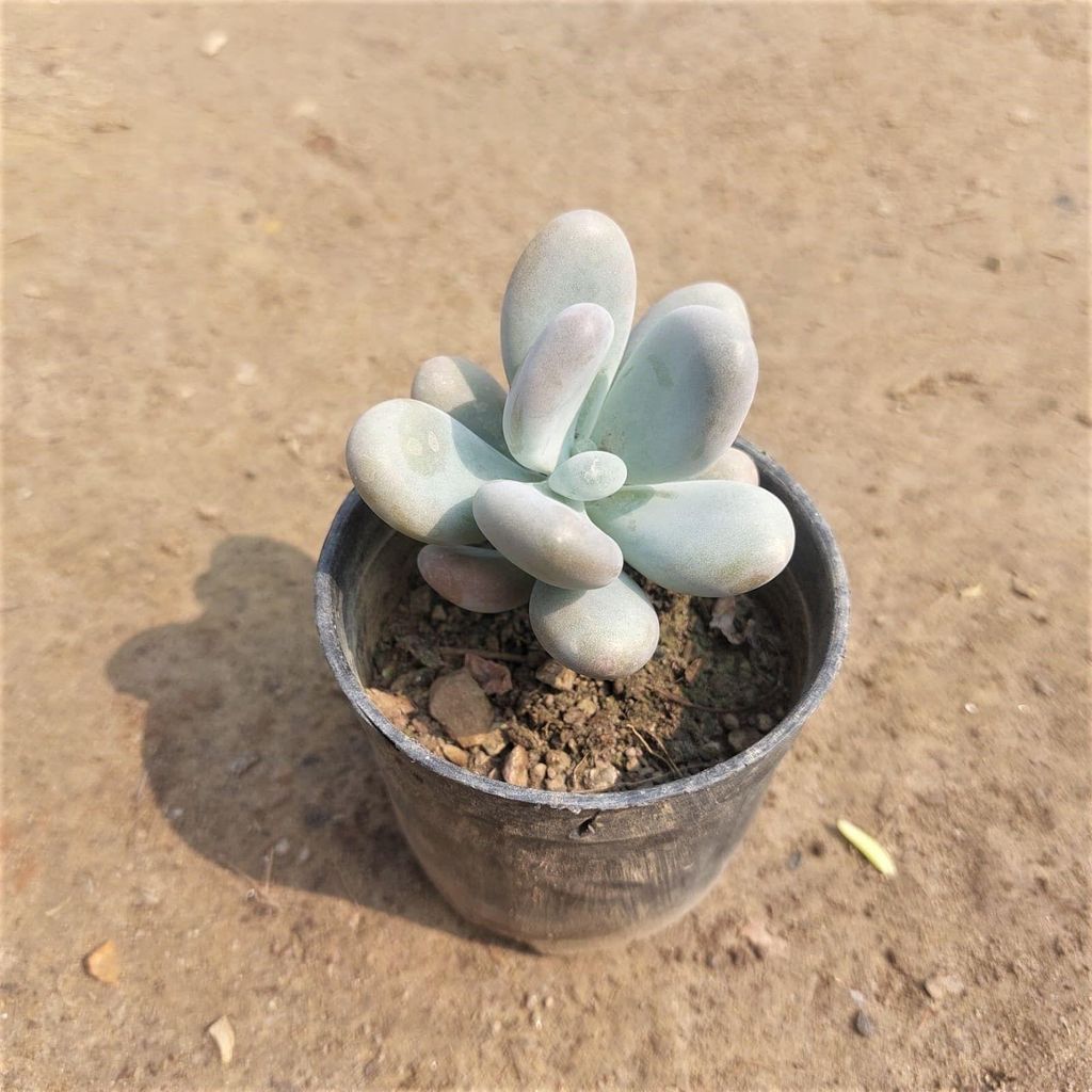 Buy Moonstone Succulent In 3 Inch Plastic Pot Online | Urvann.com Moonstone Succulent in 3 Inch Nursery Pot