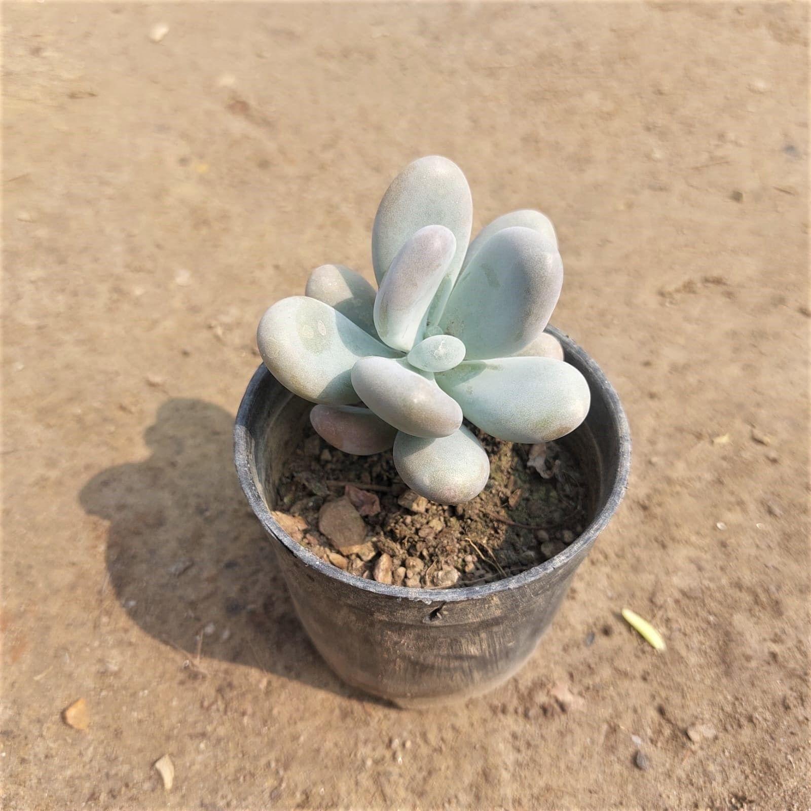 Moonstone Succulent in 3 Inch Nursery Pot