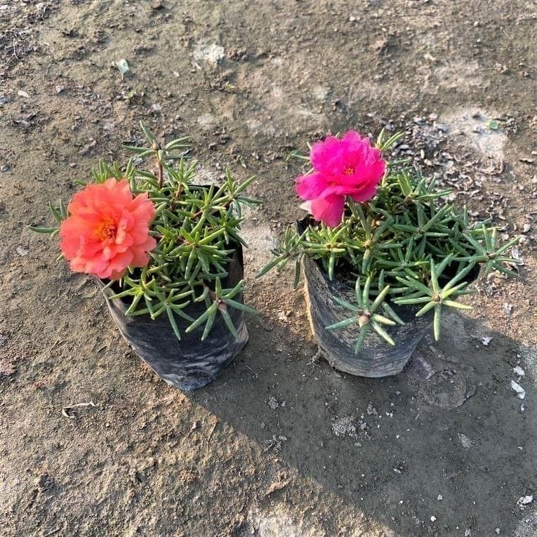 Buy Set of 2 - Portulaca Moss Rose (Any Colour) In 3 Inch Nursery Bag Online | Urvann.com Set of 2 - Portulaca Moss Rose (Any Colour) in 3 Inch Nursery Bag