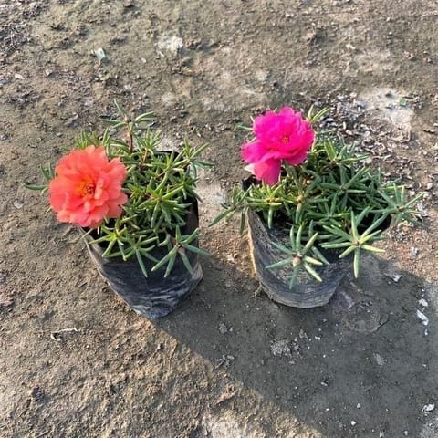 Set of 2 - Portulaca Moss Rose (Any Colour) in 3 Inch Nursery Bag