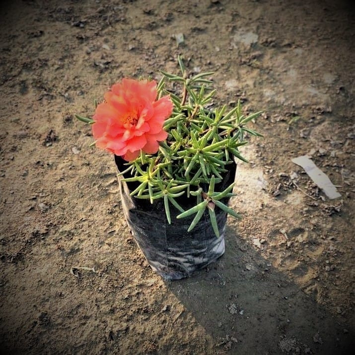 Portulaca Moss Rose (Any Colour) in 3 Inch Nursery Bag