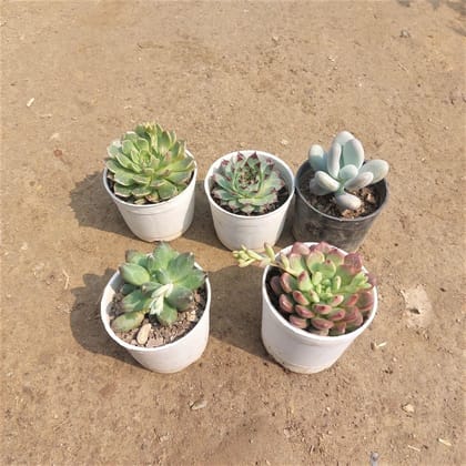 Buy Succulent Combo -Set of 5 - (Laxmi Kamal, Moonstone, Echeveria Green & Red & Pachyphytum) In 3 Inch Plastic Pot Online | Urvann.com