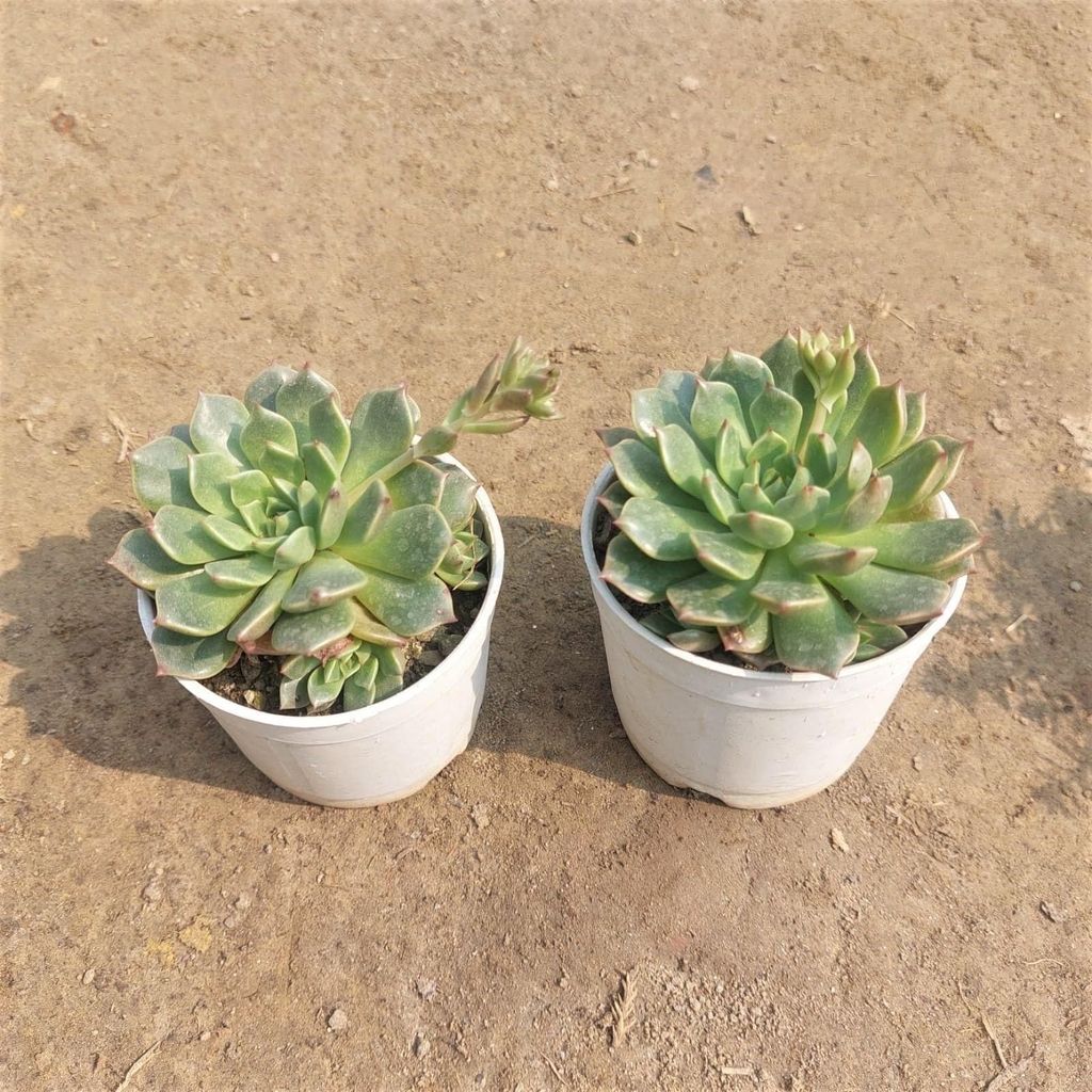 Set of 2 Echeveria Green Succulent in 3 Inch Nursery Pot
