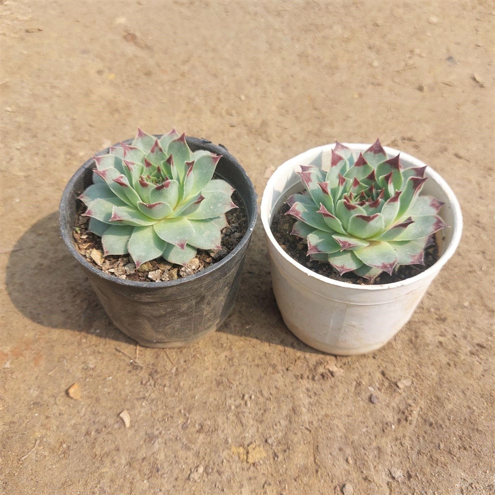 Set of 2 - Laxman Kamal Succulent in 3 Inch Nursery Pot