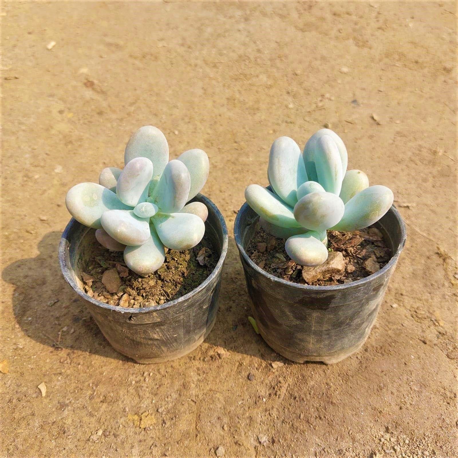 Set of 2 - Moonstone Succulent in 3 Inch Nursery Pot