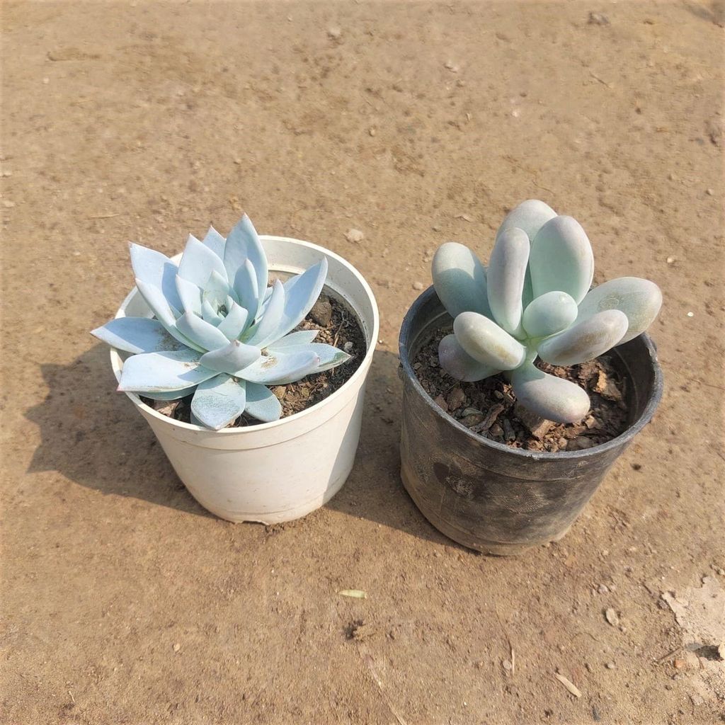 Buy Set of 2 Succulents (Moonstone & Blue Bird) In 3 Inch Plastic Pot Online | Urvann.com Set of 2 Succulents (Moonstone & Blue Bird) in 3 Inch Nursery Pot