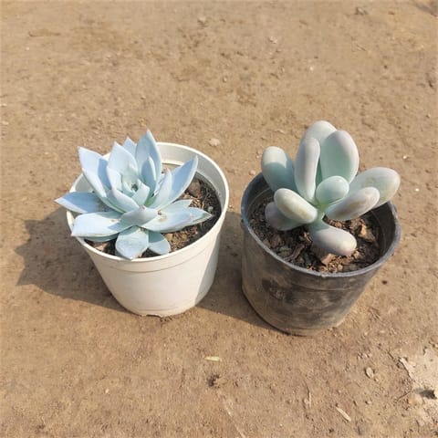 Set of 2 Succulents (Moonstone & Blue Bird) in 3 Inch Nursery Pot
