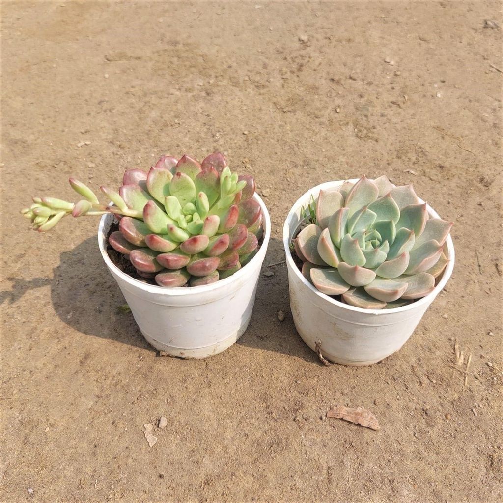 Set of 2 - Echeveria Succulent Green & Red in 3 Inch Nursery Pot