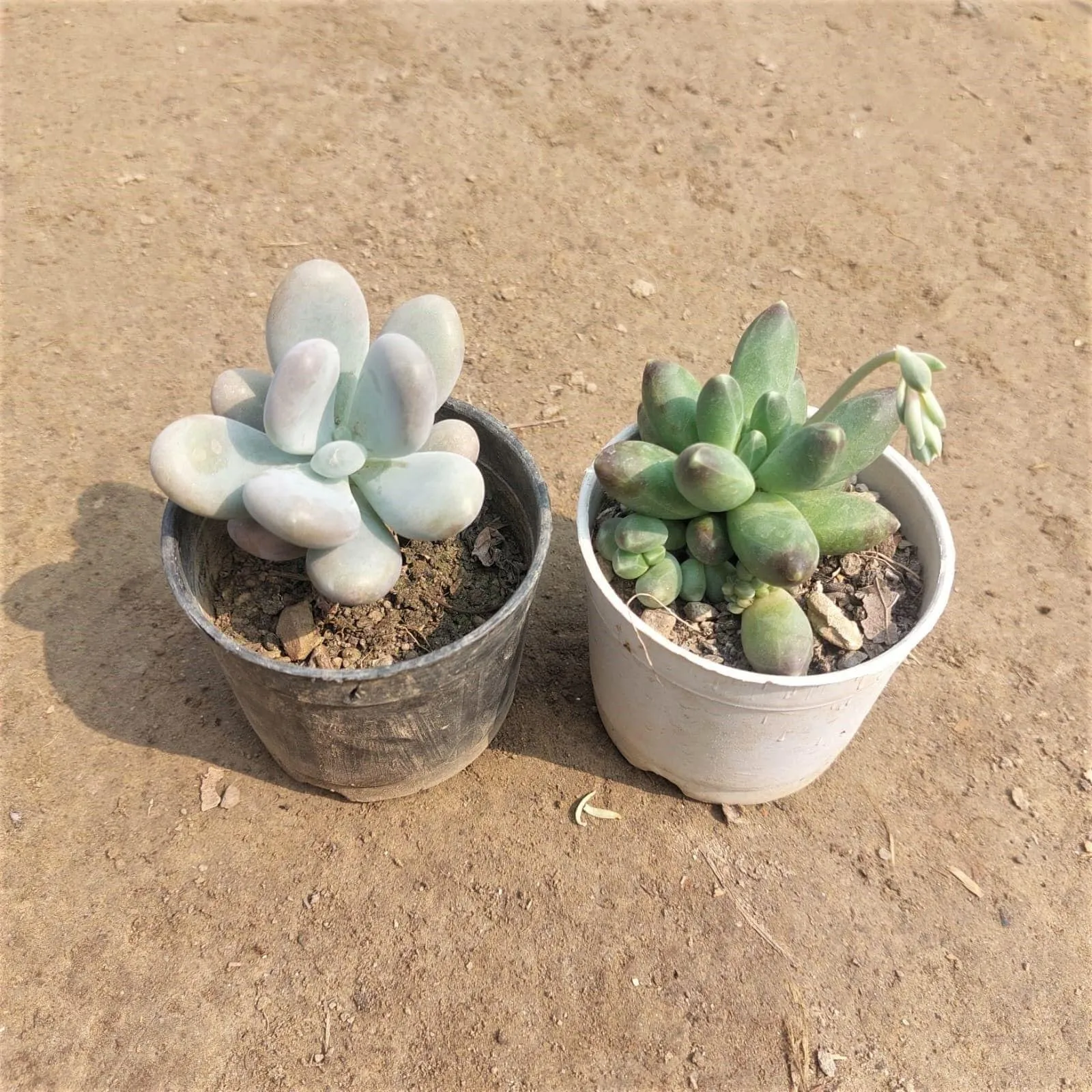 Set of 2 - Succulents (Moonstone & Pachyphytum) in 3 Inch Nursery Pot