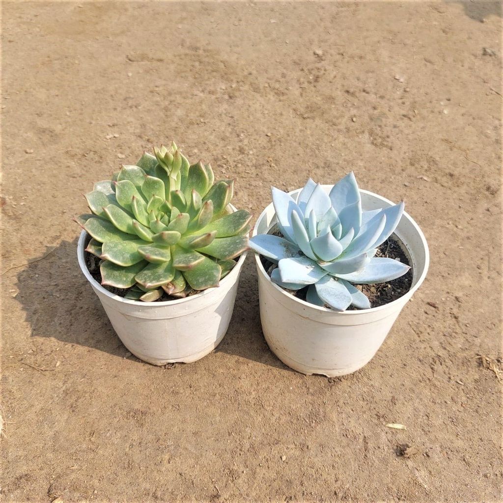 Buy Set of 2 - Succulent Blue Bird & Echeveria In 3 Inch Plastic Pot Online | Urvann.com Set of 2 - Succulent Blue Bird & Echeveria in 3 Inch Nursery Pot