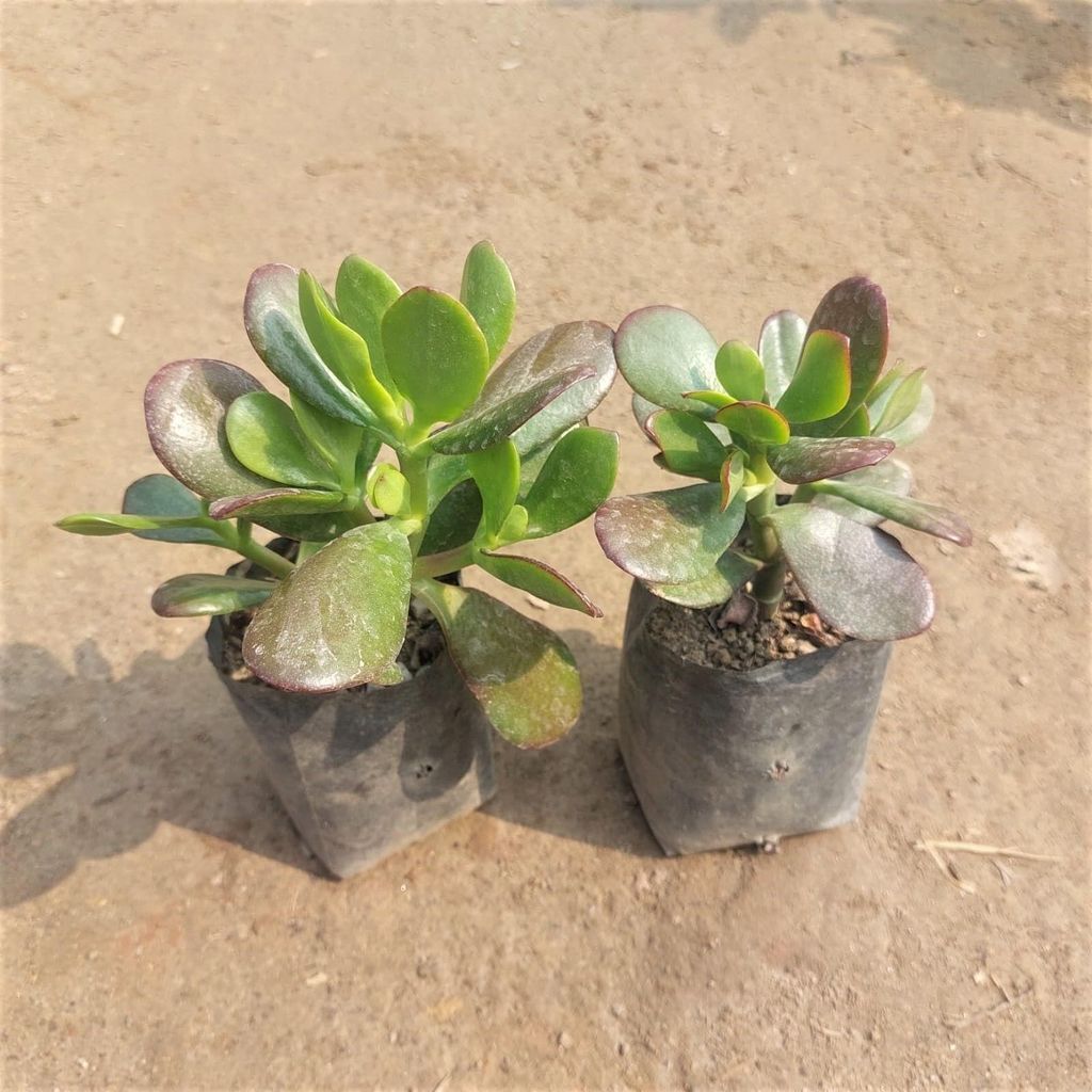 Buy Set of 2 Crassula Ovata Succulent In 3 Inch Nursery Bag Online | Urvann.com Set of 2 - Crassula Ovata Succulent in 3 Inch Nursery Bag