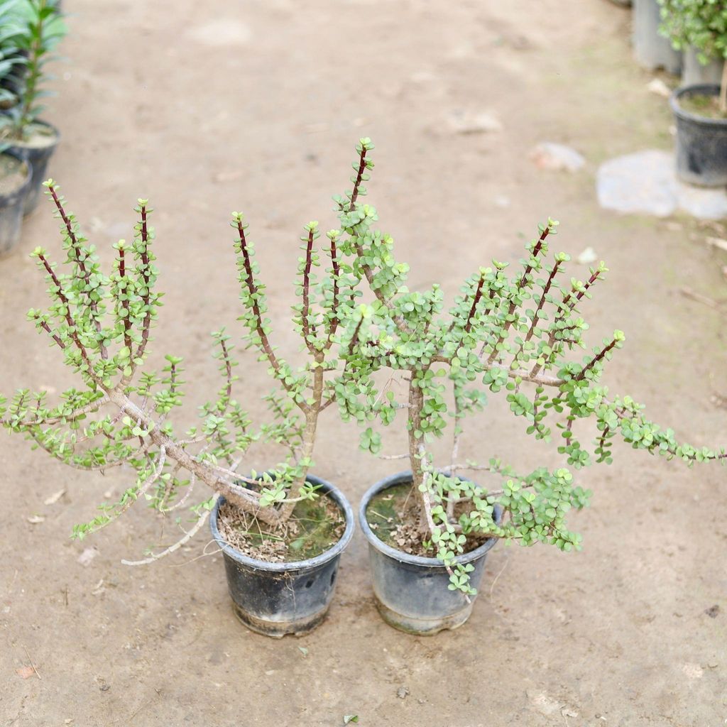 Buy Set of 2 - Jade Mother plant in 6 Inch Nursery Pot Online | Urvann.com Set of 2 - Jade Mother plant in 6 Inch Nursery Pot