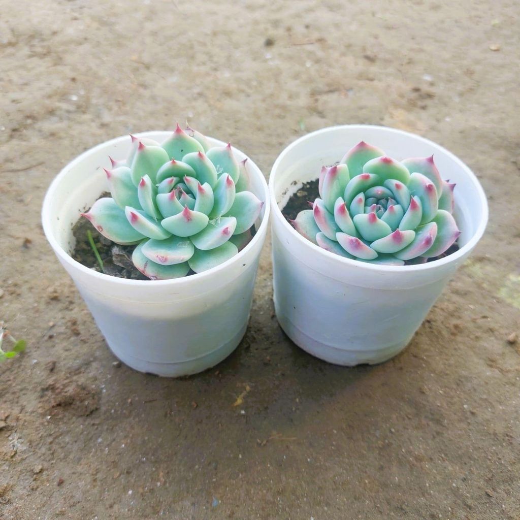 Set of 2 Echeveria Derosa Succulent in 4 Inch White Nursery Pot