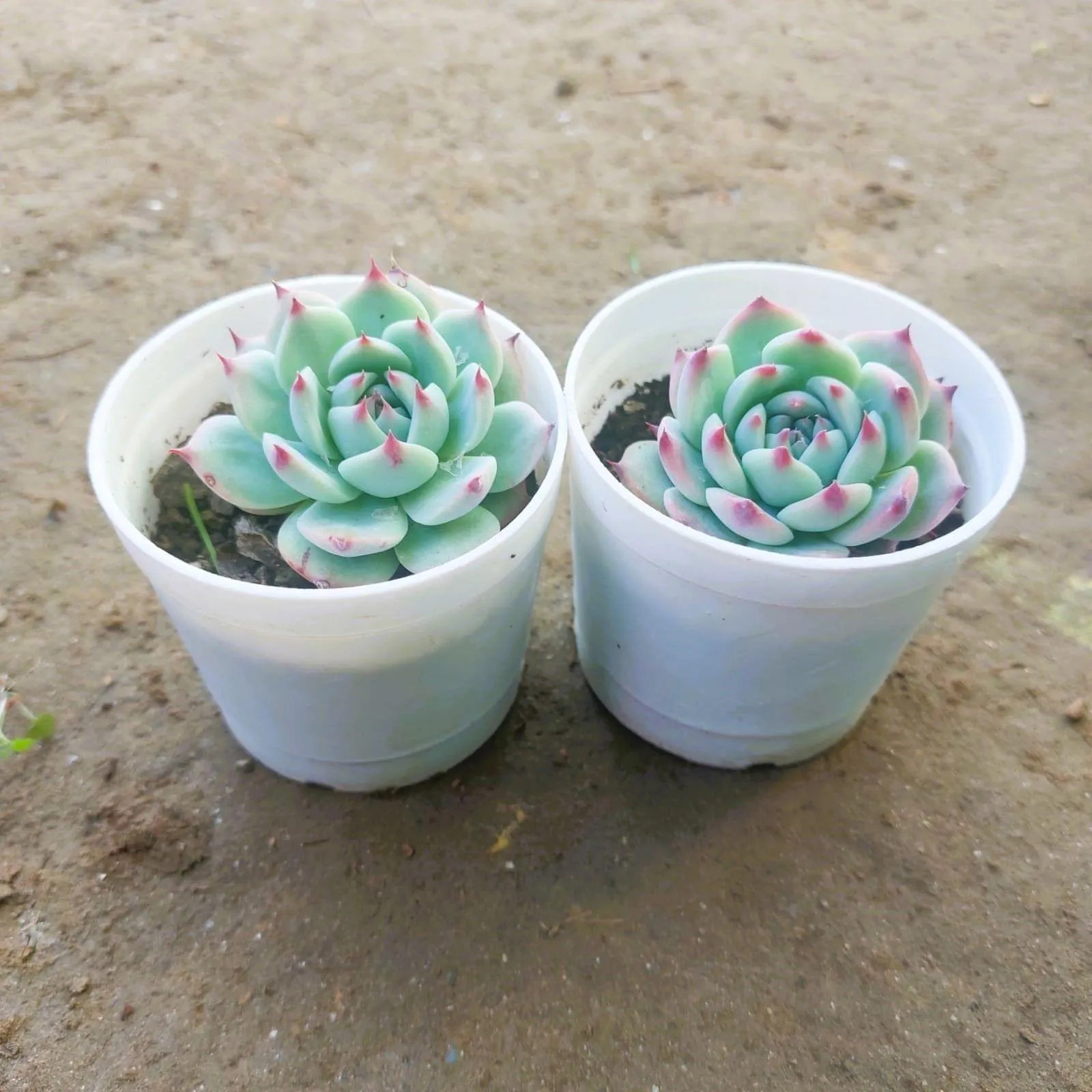 Set of 2 Echeveria Derosa Succulent in 4 Inch White Nursery Pot