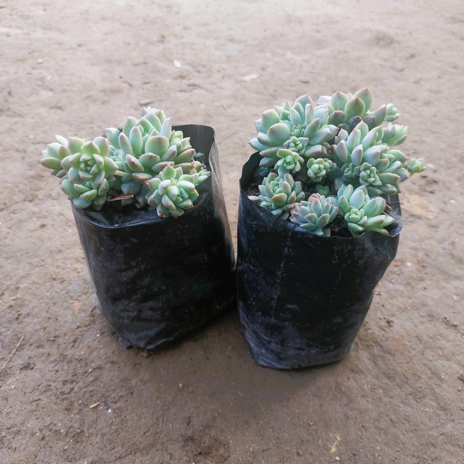 Set of 2 - Sedum Baske Succulent in 3 Inch Nursery bag