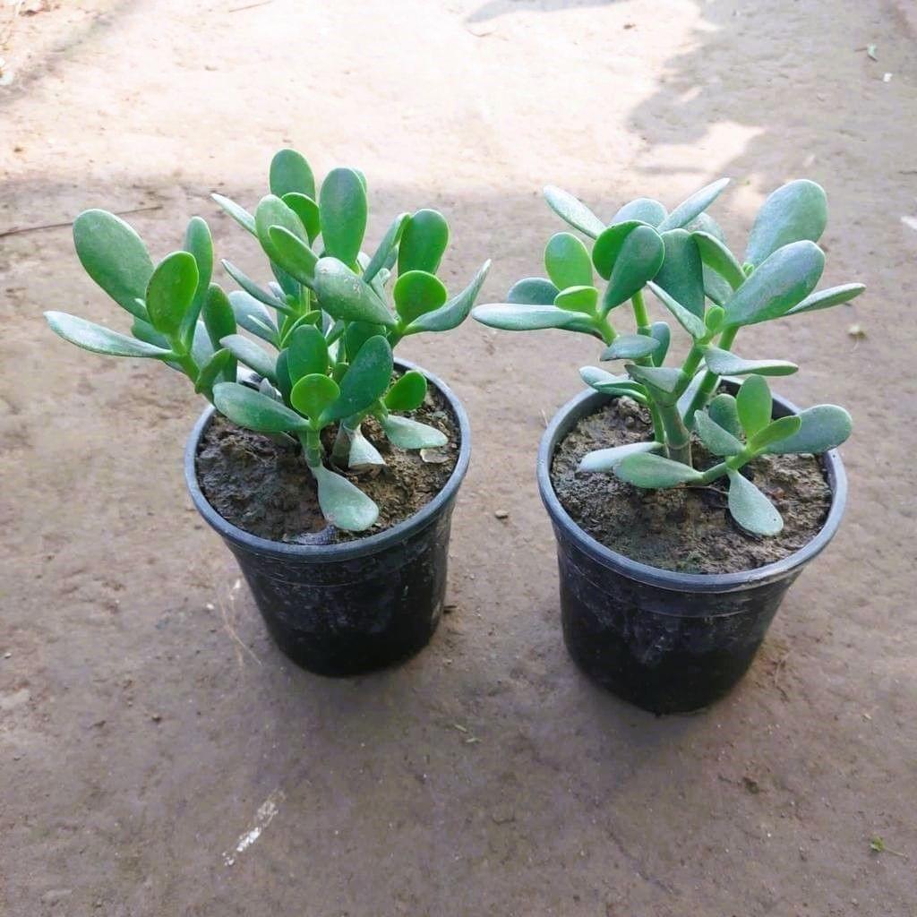 Set of 2 - Crassula Jade Succulent in 5 Inch Nursery Pot