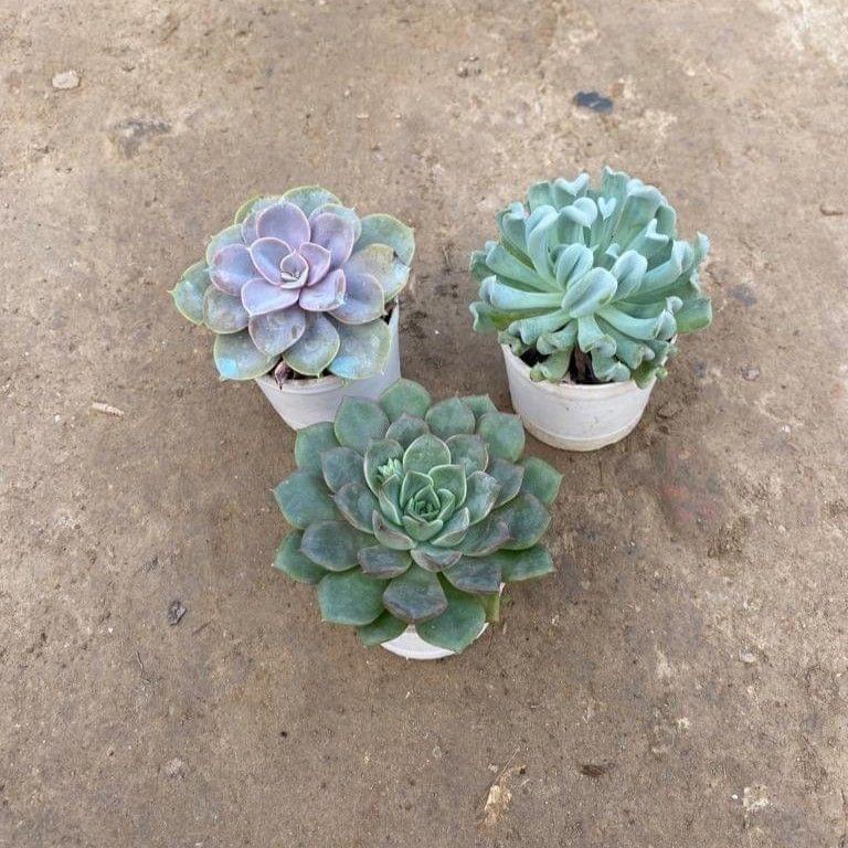 Buy Set of 3 - Echevaria Cubic Froast, Echevaria Perle von & Echevaria Succulent in 3 Inch Nursery Pot Online | Urvann.com Set of 3 - Echeveria Cubic Froast, Echeveria Perle von & Echeveria Succulent in 3 Inch Nursery Pot