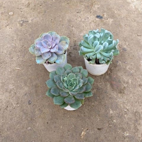 Set of 3 - Echeveria Cubic Froast, Echeveria Perle von & Echeveria Succulent in 3 Inch Nursery Pot