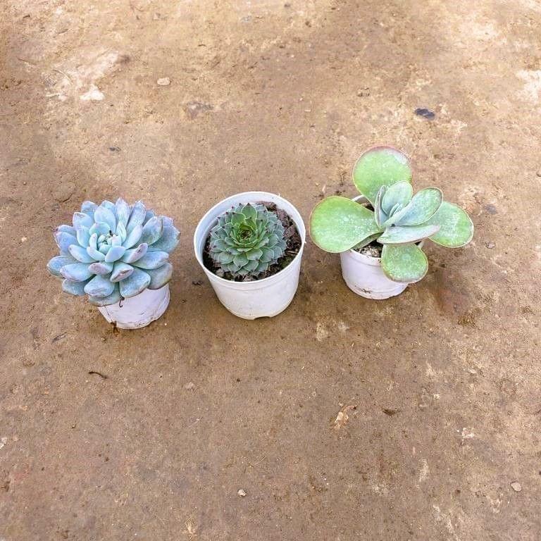 Set of 3 Kalanchoe, Laxmi Kamal & Echevaria Succulent in 3 Inch Nursery Pot