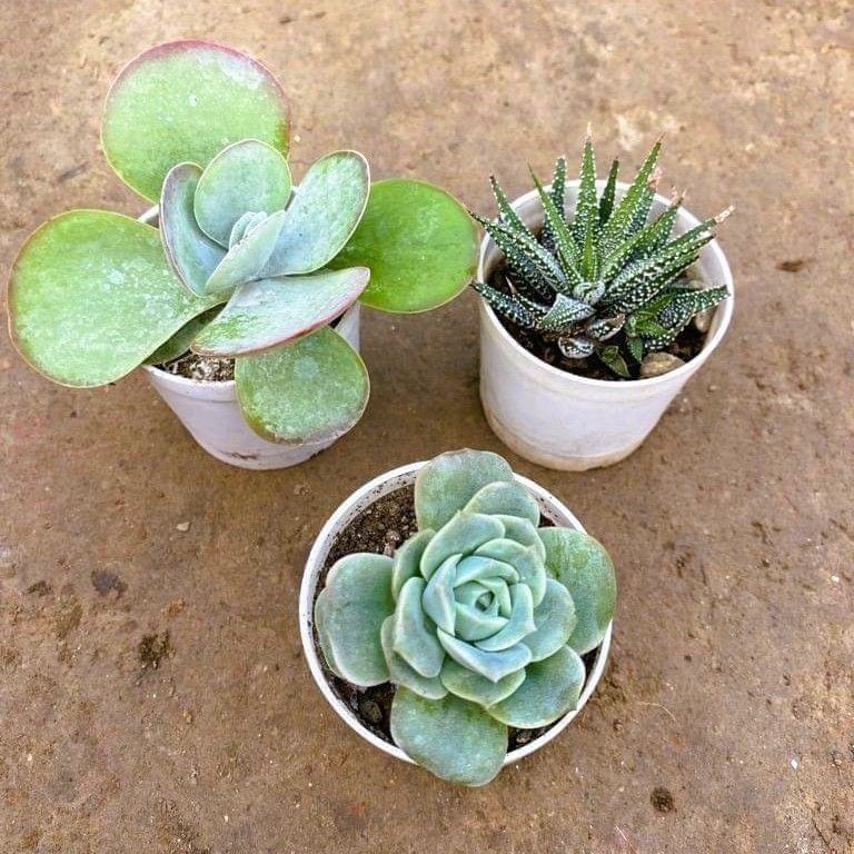 Set of 3 - Kalanchoe, Zebrina Haworthia & Echeveria Rose Succulent in 3 Inch Nursery Pot