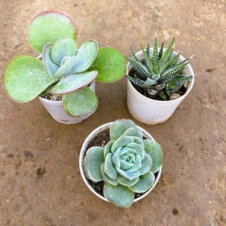 Set of 3 - Kalanchoe, Zebrina Haworthia & Echeveria Rose Succulent in 3 Inch Nursery Pot