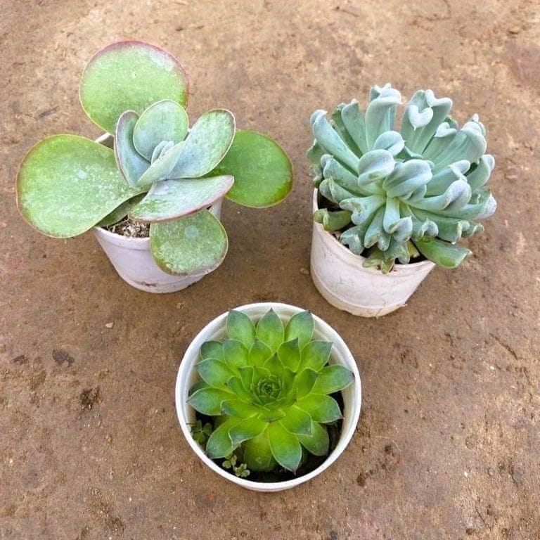 Buy Set of 3 - Kalanchoe, Laxmi Kamal & Echevaria Cubic Froast Succulent in 3 Inch Nursery Pot Online | Urvann.com Set of 3 - Kalanchoe, Laxmi Kamal & Echevaria Cubic Froast Succulent in 3 Inch Nursery Pot