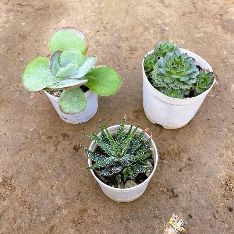 Set of 3 Kalanchoe, Laxmi Kamal & Zebrina Haworthia Succulent