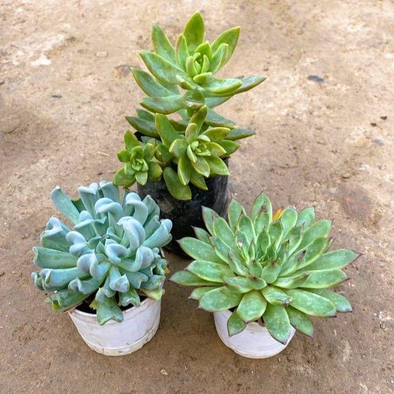 Set of 3 - Echeveria Cubic Froast, Sedum Adorn & Echeveria Succulent