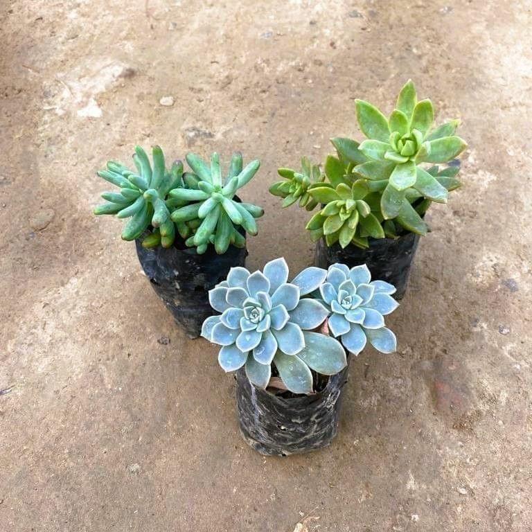 Buy Set of 3 - Sedum, Echevaria, Sedum Adorn & Echevaria Sedum Blue Succulent in 3 Inch Nursery Bag Online | Urvann.com Set of 3 - Sedum, Echeveria, Sedum Adorn & Echeveria Sedum Blue Succulent in 3 Inch Nursery Bag