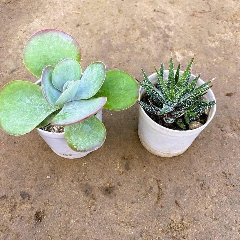 Set of 2 - Kalanchoe & Zebrina Haworthia Succulent in 3 Inch Nursery Pot