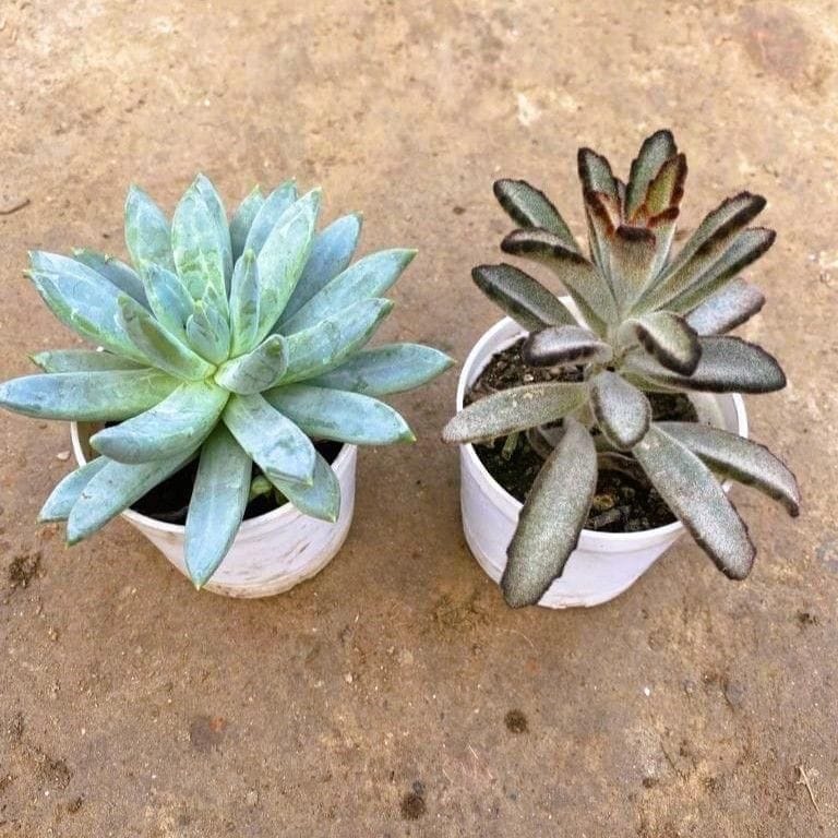 Buy Set of 2 Kalanchoe tomentosa and echevaria succulent in 3 Inch Nursery Pot Online | Urvann.com Set of 2 Kalanchoe tomentosa and Echeveria succulent in 3 Inch Nursery Pot